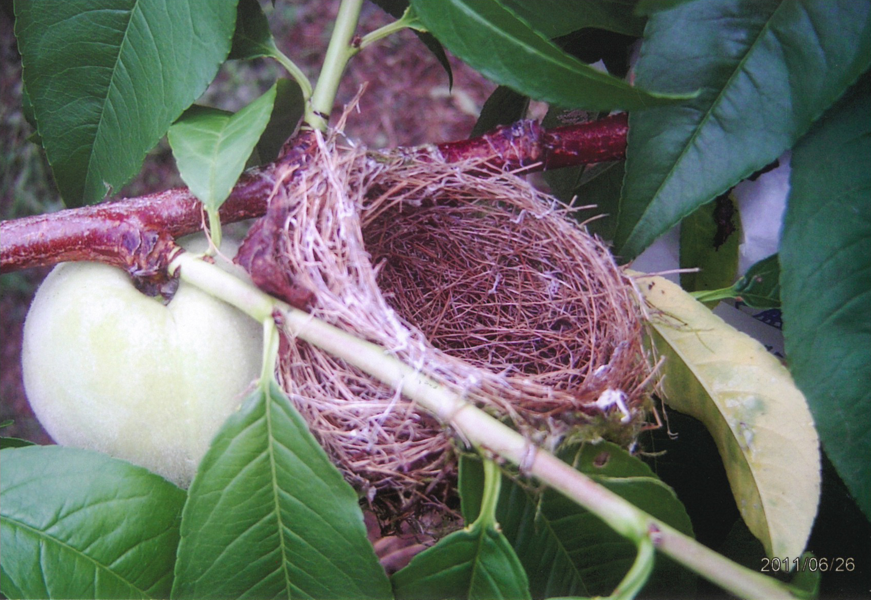 a birds-nest-in-a-peach-tree
