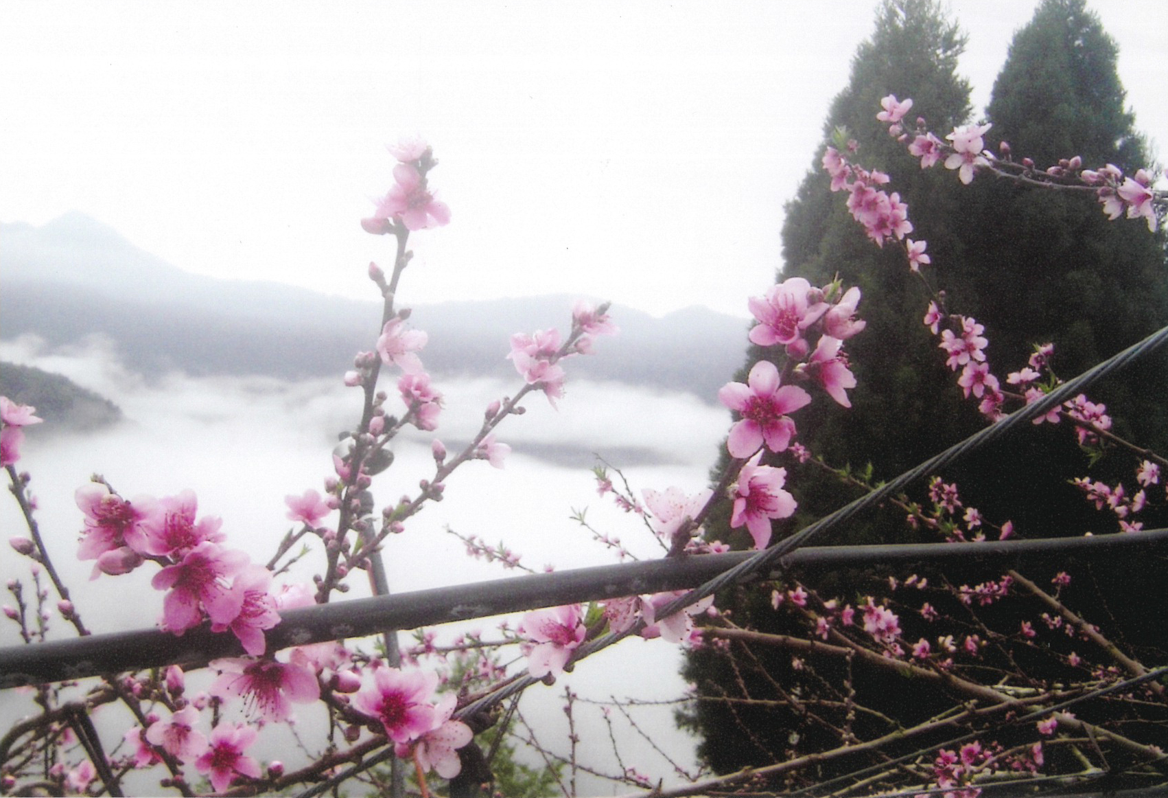 flowers-and-clouds-in-la-la-shan